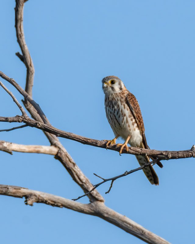 Raptors vs Clippers: A Deep Dive Into Their Fascinating History