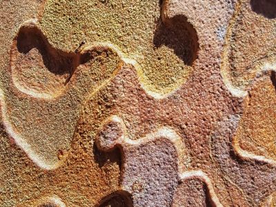 Mt. Lemmon Nature Hikes: End of Season 1