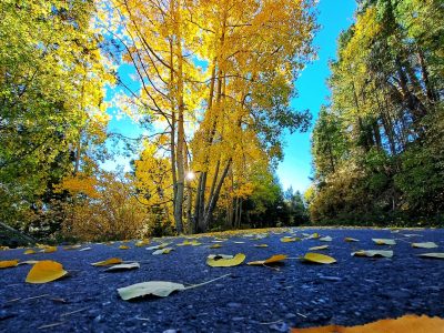 Mt. Lemmon Nature Hikes