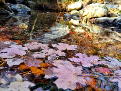 Today's Mt. Lemmon Nature Hike
