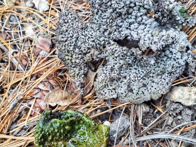 Crazy things on today's Mt. Lemmon Nature Hike