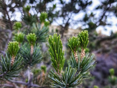 Today's Mt. Lemmon Nature Hike 1