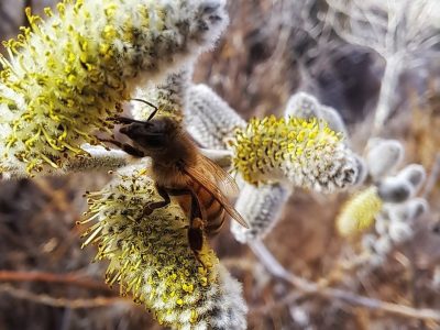 Tomorrow's Mt. Lemmon Nature Hike