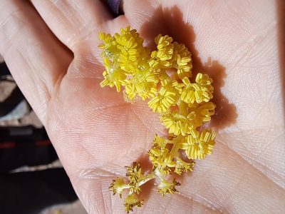 Today's Mt. Lemmon Nature Hike 2