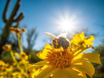 Pollinator Picnic Kit Review - Monday Dec 5th