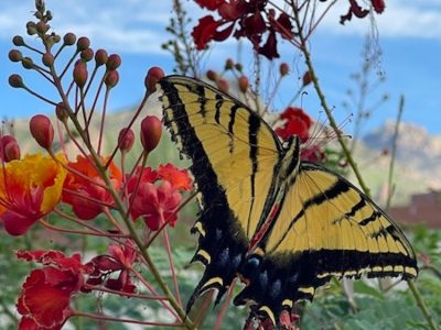 1/22 -  SCVN Continuing Education – Are Insects Really Disappearing?