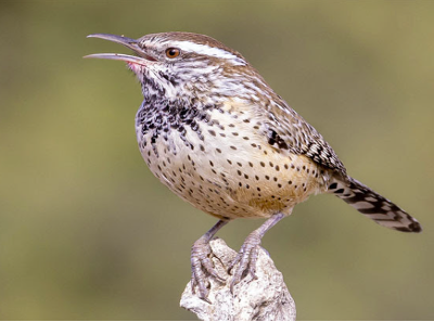 A Call for Nominations