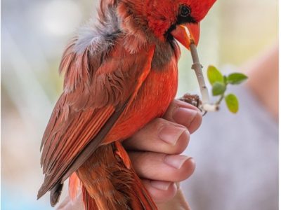 Tucson Cardinal Study Update! 1