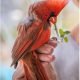 Tucson Cardinal Study Update! 1