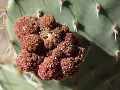 Today's Mt. Lemmon Nature Hike 3