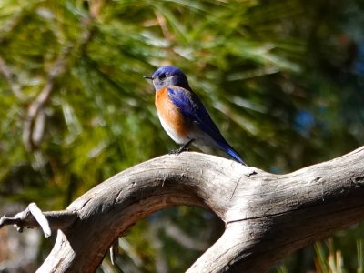 Bird the Lemmon!  Saturdays 8-12.  Starts August 3, last one will be Sept 7.