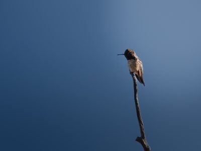 Today's Mt. Lemmon Nature Hike 4