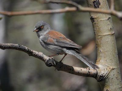 Mt. Lemmon PI Happenings