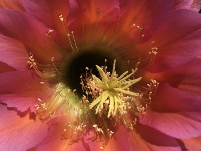 POP Refresher - Wednesday@ 1pm in the teaching area