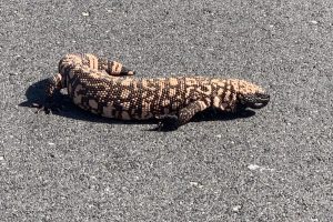 Summer Lizard Walks