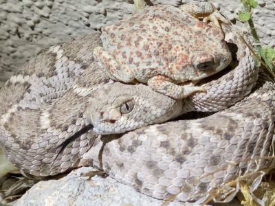 WEB of Life - Kit Review: Monday@2pm