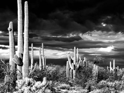 Sunrise Cellphone Photowalk