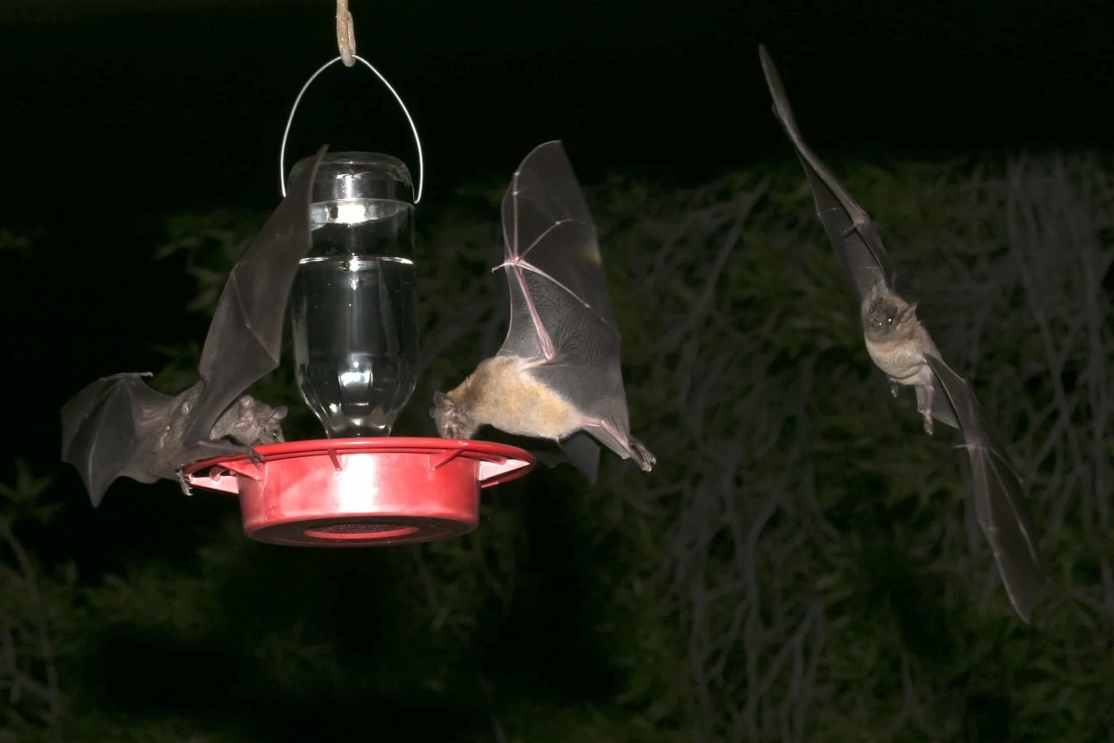 Lesser Long-Nosed Bat