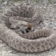 Special Presentation on September 25, 2024 at 10am "Rattlesnake Envenomation in Arizona"