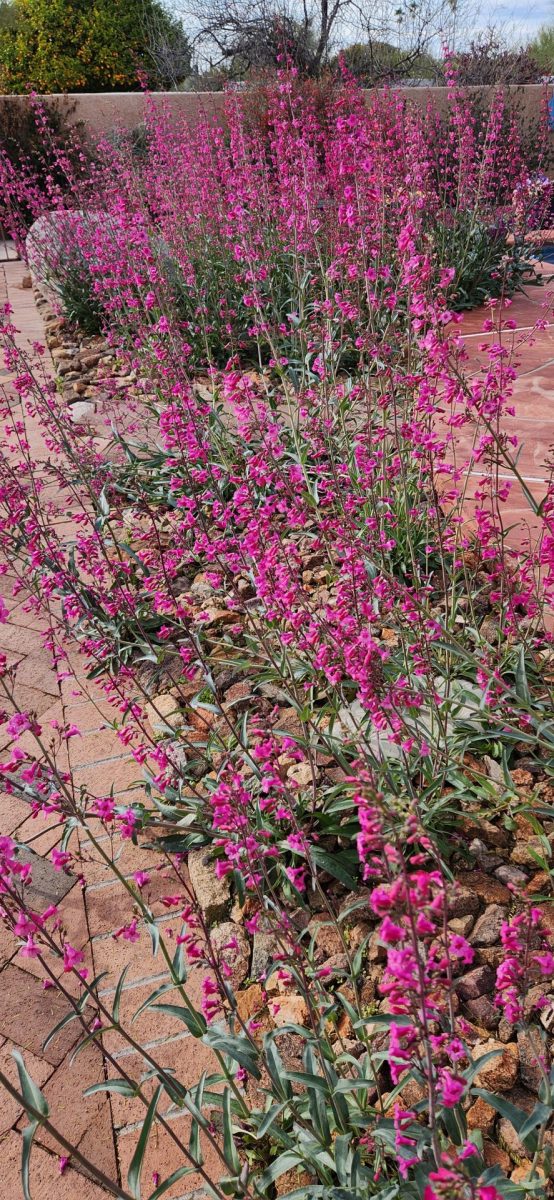 Penstemons