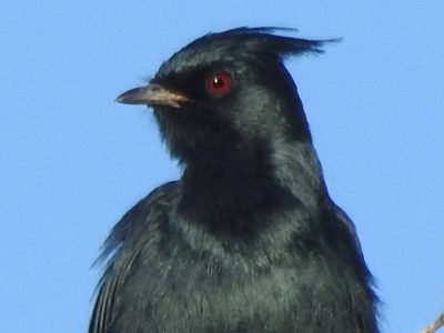 Jan 3, 2025: Birds in Sabino