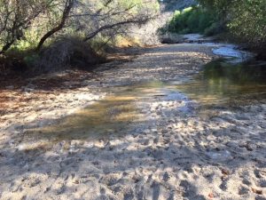 Oct 8 Birds and Sabino Creek running again