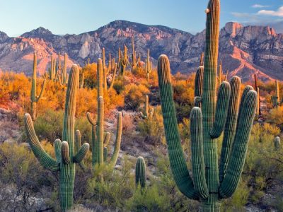 The Biodiversity of the Catalinas