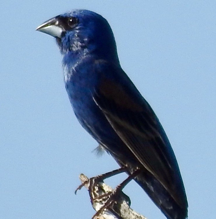 Aug 8, 2024: Birds in Sabino today