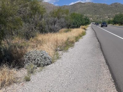 One time buffel grass spray