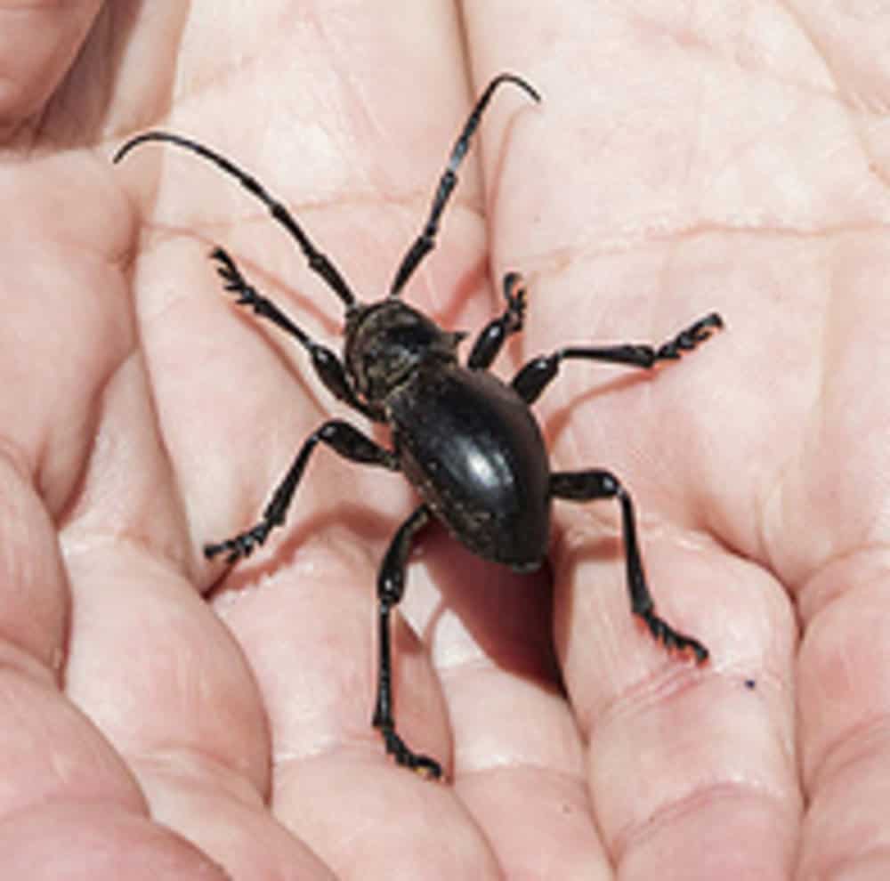 Beetles 4