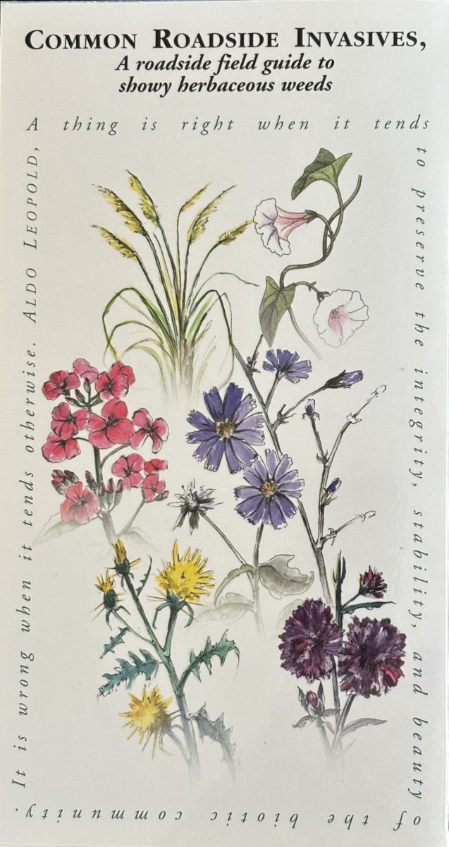 Common Roadside Invasives – A roadside field guide to showy herbaceous weeds