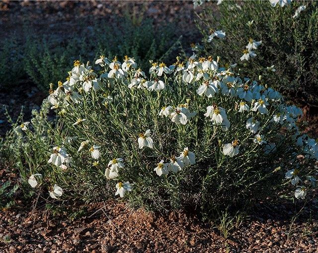 Desert Night-Blooming Cereus - Sabino Canyon Volunteer Naturalists