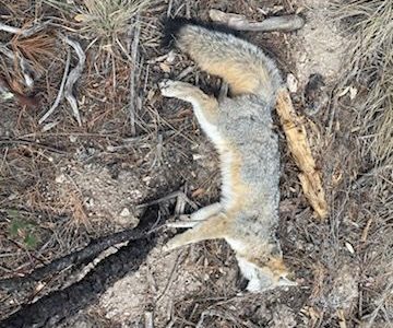 Continuing Education: Come meet Forest Service wildlife and invasive specialists & staff