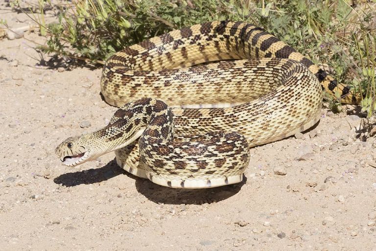 Gopher Snake