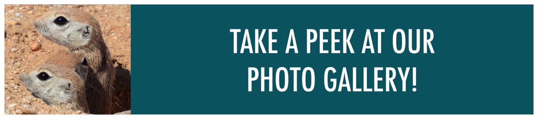 Take a Peek at Our Gallery