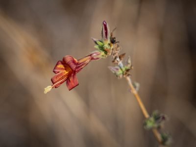 Today's Mt. Lemmon Nature Hike 5