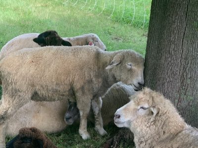 Are ewe missing from the herd???