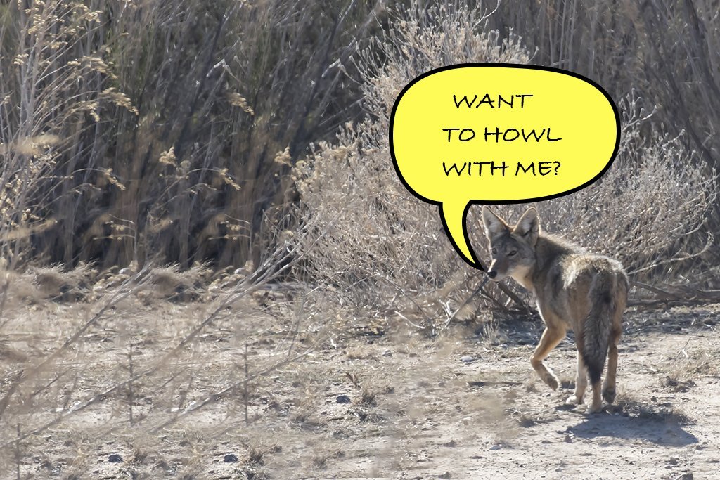 Just In Time Kit Review: NYSI -  Saturday, Nov 1st at 8:30 am, Javelina Room