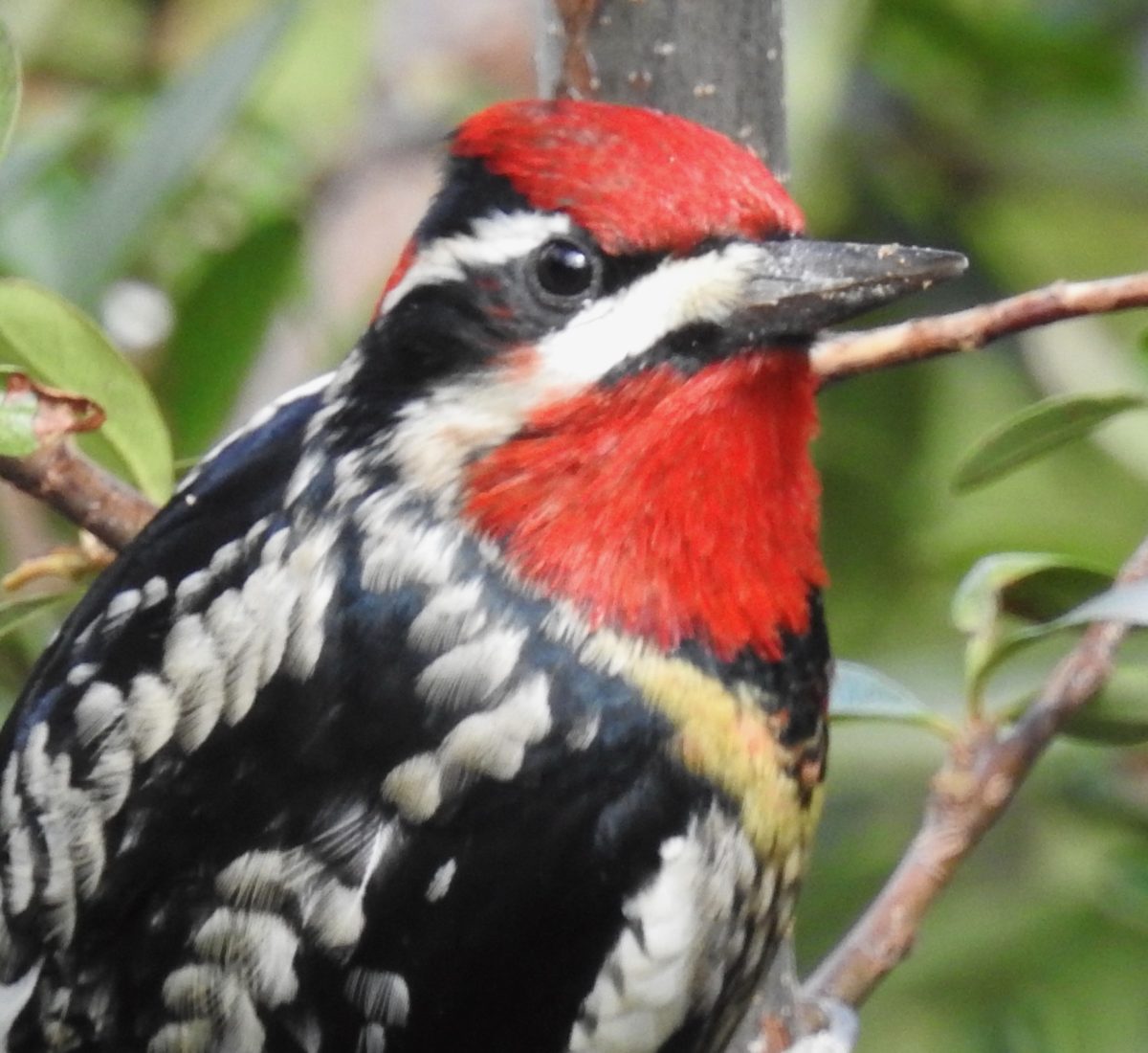 Nov 1, 2024 Birds in Sabino