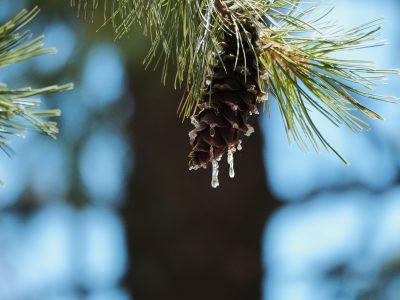 Last Ask a Mountain Naturalist Table
