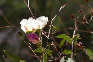 Plant Lists