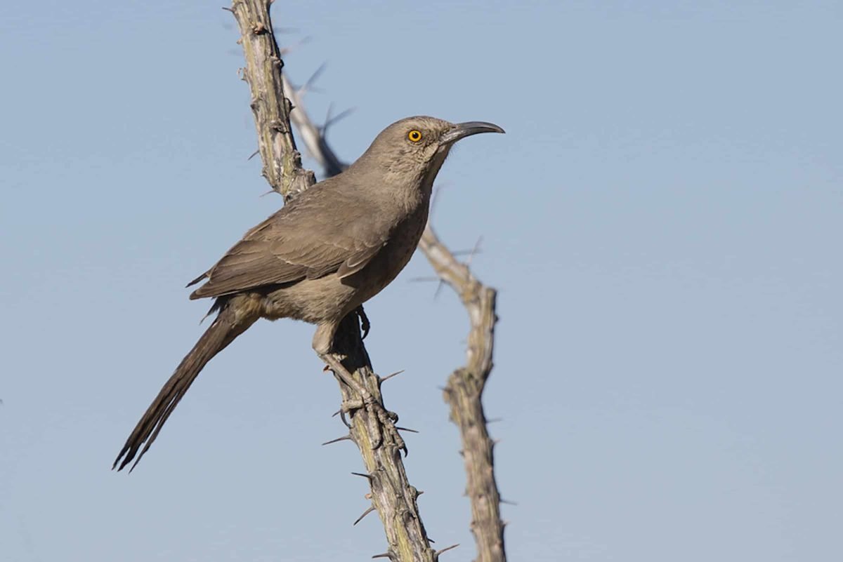 Curve-Billed Thrasher