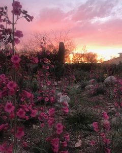 Sonoran sunset beauty
